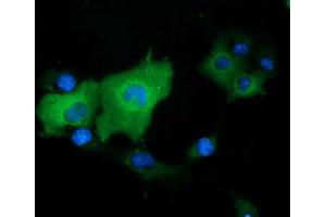 Image no. 6 for anti-DnaJ (Hsp40) Homolog, Subfamily A, Member 2 (DNAJA2) antibody (ABIN1497858)