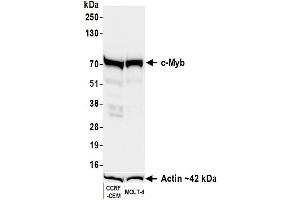 Western Blotting (WB) image for anti-V-Myb Myeloblastosis Viral Oncogene Homolog (Avian) (MYB) (AA 225-275) antibody (ABIN7795808)