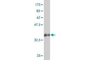 Western Blot detection against Immunogen (33. (SLUG anticorps  (AA 97-169))