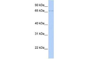 Transfected 293T; WB Suggested Anti-ZFP64 Antibody Titration: 0. (ZFP64 anticorps  (N-Term))