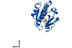 AlphaFold protein structure predicition of Mouse Recombinant Arl8b Protein, UniprotID Q9CQW2