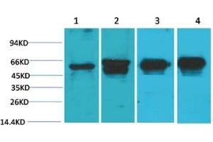 Western Blot (WB) analysis of 1) HeLa, 2) 293T, 3) Mouse Brain Tissue, 4) Rat Brain Tissue with c-Fos Mouse Monoclonal Antibody diluted at 1:2000. (c-FOS anticorps)