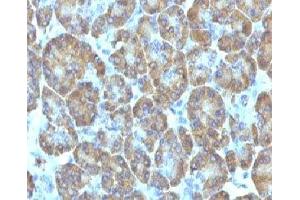 IHC testing of FFPE human pancreas with TOP1MT antibody (clone TPIMT-1). (TOP1MT anticorps)