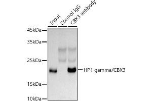 Immunoprecipitation analysis of 300 μg extracts of HeLa cells using 3 μg HP1 gamma/CBX3 antibody (ABIN1512681, ABIN3023226, ABIN3023227 and ABIN5664024). (CBX3 anticorps  (AA 1-183))