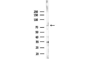 anti-delta/notch-Like EGF Repeat Containing (DNER) (Internal Region) antibody