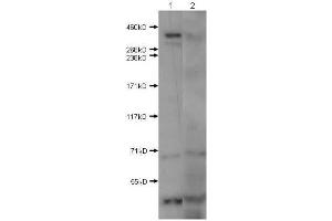 Western Blot of Rabbit Anti-Huntington antibody. (Huntingtin anticorps  (N-Term))