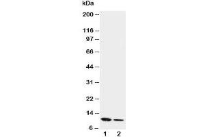 Western blot testing of Resistin antibody and Lane 1:  recombinant mouse protein 10ng;  2: 5ng (Resistin anticorps  (C-Term))