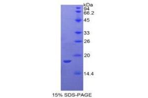 SDS-PAGE analysis of Rabbit Interleukin 1 alpha Protein. (IL1A Protéine)