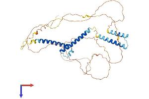 AlphaFold protein structure predicition of Mouse Recombinant Bhlhe41 Protein, UniprotID Q99PV5