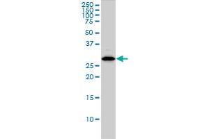 CLIC1 monoclonal antibody (M01), clone 2D4 Western Blot analysis of CLIC1 expression in HL-60 .