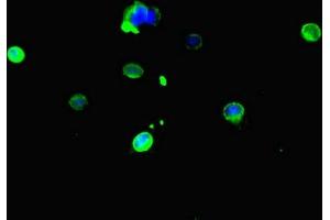 Immunofluorescent analysis of Hela cells using ABIN7146751 at dilution of 1:100 and Alexa Fluor 488-congugated AffiniPure Goat Anti-Rabbit IgG(H+L) (CES3 anticorps  (AA 65-233))
