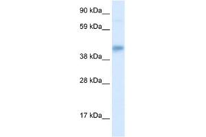 WB Suggested Anti-SEC14L2 Antibody Titration: 0. (SEC14L2 anticorps  (Middle Region))