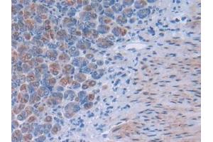 Detection of TSK in Mouse Stomach Tissue using Polyclonal Antibody to Tsukushin (TSK)