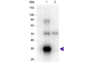 Western Blot of Goat anti-Human λ (Lambda chain) Peroxidase Conjugated Secondary Antibody. (Chèvre anti-Humain lambda Anticorps (HRP) - Preadsorbed)