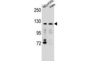 Western Blotting (WB) image for anti-Sorting Nexin 13 (SNX13) antibody (ABIN2996614) (SNX13 anticorps)
