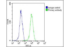 Overlay histogram showing HeLa cells stained with (ABIN388094 and ABIN2837860)(green line). (BAX anticorps  (AA 41-76))