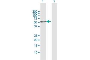 Western Blot analysis of PHGDH expression in transfected 293T cell line by PHGDH MaxPab polyclonal antibody.