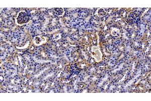 Detection of EPCR in Mouse Kidney Tissue using Polyclonal Antibody to Endothelial protein C receptor (EPCR) (PROCR anticorps  (AA 32-167))