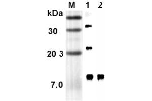 Western blot analysis using anti-RELM-α (rat), mAb (RREL 803)  at 1:5'000 dilution. (RELM alpha anticorps)