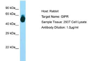 Host: RabbitTarget Name: GIPRAntibody Dilution: 1.