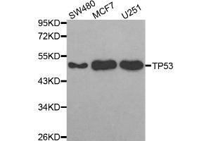Western blot analysis of extracts of various cell lines, using TP53 antibody (ABIN5971632) at 1:300 dilution. (p53 anticorps)