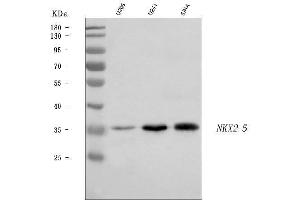 Western blot analysis of Nkx2.