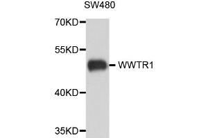 Western blot analysis of extract of various cells, using WWTR1 antibody. (WWTR1 anticorps)
