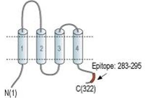 Representative domain view of the target of ABIN7043266. (GSG1-Like anticorps  (C-Term, Intracellular))