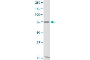 GTSE1 MaxPab rabbit polyclonal antibody.