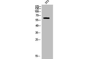 Western Blot analysis of 3T3 cells using Phospho-CRMP-2 (T514) Polyclonal Antibody (DPYSL2 anticorps  (pThr514))