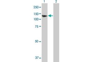 Western Blot analysis of SEC63 expression in transfected 293T cell line by SEC63 MaxPab polyclonal antibody. (SEC63 anticorps  (AA 1-760))