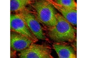 Fluorescent confocal image of C2C12 cells stained with AKT2 antibody at 1:25.