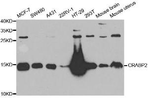 Western blot analysis of extracts of various cell lines, using CRABP2 antibody. (CRABP2 anticorps  (AA 22-94))