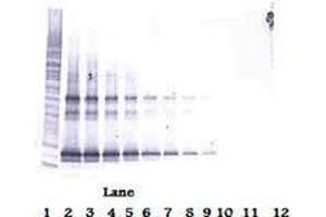 Image no. 2 for anti-Tumor Necrosis Factor (Ligand) Superfamily, Member 14 (TNFSF14) antibody (Biotin) (ABIN465442) (TNFSF14 anticorps  (Biotin))