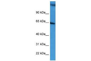 WB Suggested Anti-BCAM  Antibody Titration: 0. (BCAM anticorps  (C-Term))
