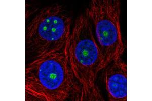 Immunofluorescent staining of MCF7 cells with NOP56 monoclonal antibody, clone CL2603  (Green) shows specific nucleoli. (NOP56 anticorps)