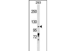 ZBTB4 Antibody (Center) (ABIN1538396 and ABIN2849138) western blot analysis in 293 cell line lysates (35 μg/lane). (ZBTB4 anticorps  (AA 401-430))