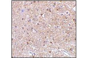Immunohistochemistry of NogoA in mouse brain tissue with this product at 2. (Reticulon 4 anticorps  (Isoform 1))