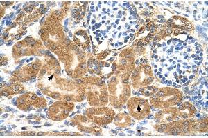 Human kidney (TMEM69 anticorps  (Middle Region))