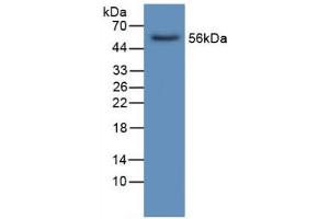Western blot analysis of Human Liver Tissue. (LIPC anticorps  (AA 25-247))