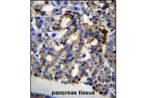 C10orf2 Antibody (C-term) (ABIN656726 and ABIN2845951) immunohistochemistry analysis in formalin fixed and paraffin embedded human pancreas tissue followed by peroxidase conjugation of the secondary antibody and DAB staining. (C10orf2 anticorps  (C-Term))
