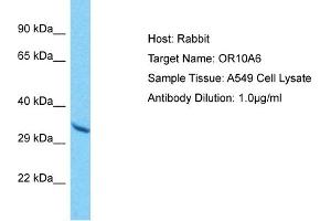 Host: Rabbit Target Name: OR10A6 Sample Type: A549 Whole Cell lysates Antibody Dilution: 1. (OR10A6 anticorps  (C-Term))