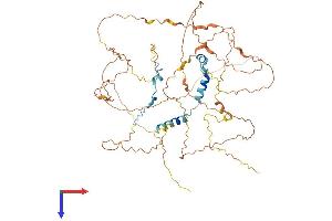 AlphaFold protein structure predicition of Human Recombinant BORA Protein, UniprotID Q6PGQ7
