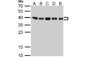 WB Image hnRNP C1/C2 antibody detects HNRNPC protein by Western blot analysis.
