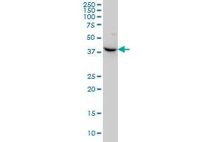 NODAL monoclonal antibody (M03), clone 5C3 Western Blot analysis of NODAL expression in HeLa .