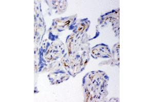 Anti-HSD17B2 antibody, IHC(F) IHC(F): Human Placenta Tissue (HSD17B2 anticorps  (C-Term))