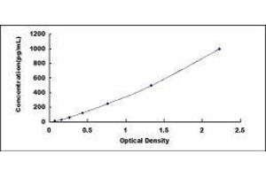Bone Morphogenetic Protein 8A (BMP8A) ELISA Kit