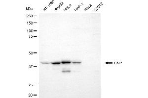 Western blotting analysis using CNP antibody (ABIN7797416). (Cnpase anticorps)