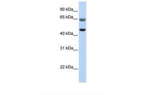 FAM113A anticorps  (AA 326-375)
