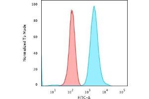 Flow Cytometric Analysis of PFA-fixed K562 cells using Fascin-1 Mouse Monoclonal Antibody (FSCN1/417) followed by Goat anti-Mouse IgG-CF488 (Blue); Isotype Control (Red)